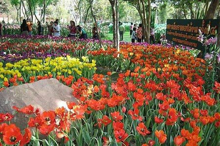 28.12-04.01.2008, 4th Chiang Rai Flower Festival