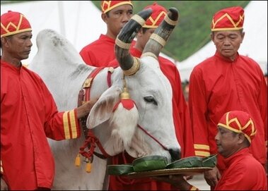 Thai ploughing ceremony